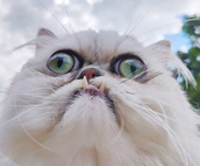 Avatar du membre